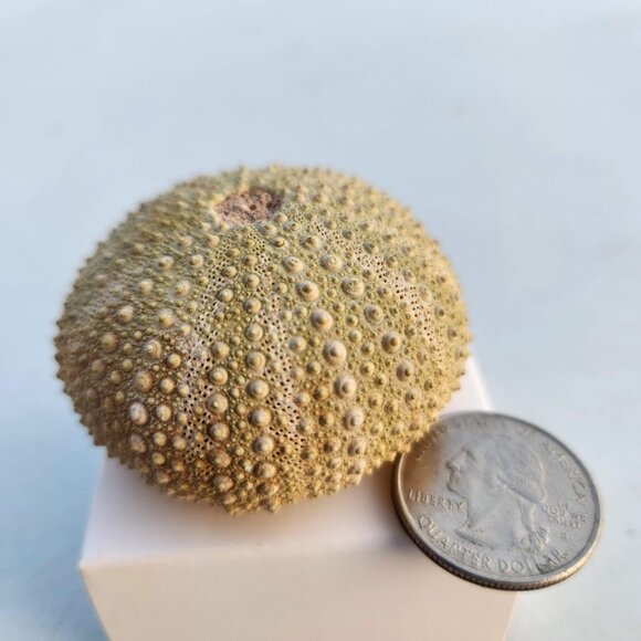 Whole Sea Urchin Fossil Shell Gems and Minerals Rocks Fossils Decor Nautical Nic - Picture 10 of 14